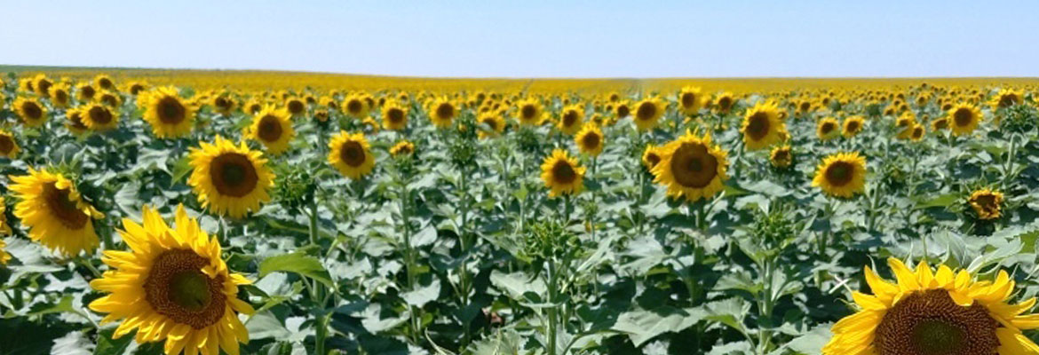field full of sunflowers